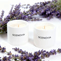 SCENOVIA Lavender Eucalyptus Elegant Home Fragrance Scented Candle