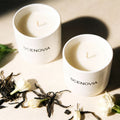White Tea Happy Decorative Soy Wax Scented Candle Duo - SCENOVIA