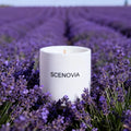 Lavender Eucalyptus scented candle, sunlit windowsill