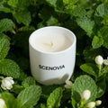 White Jasmine & Mint scented candle, sunlit windowsill